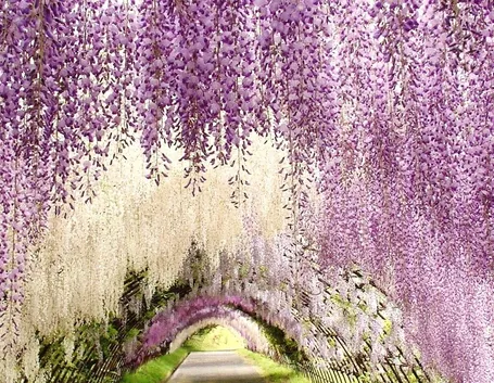 Glicine viola, Giappone.