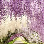 Glicine viola, Giappone.