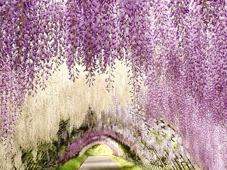 Glicine viola, Giappone.