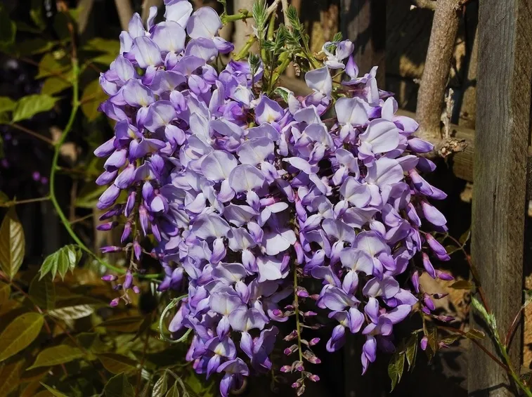 Fiori di glicine