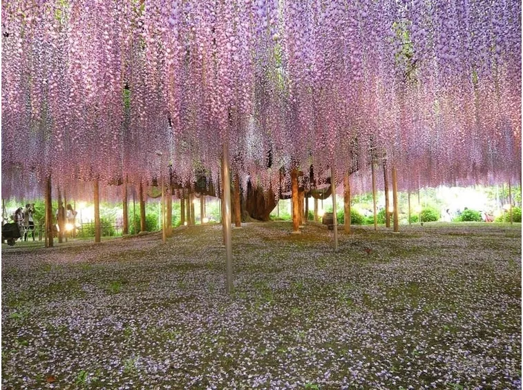 Wisteria floribunda