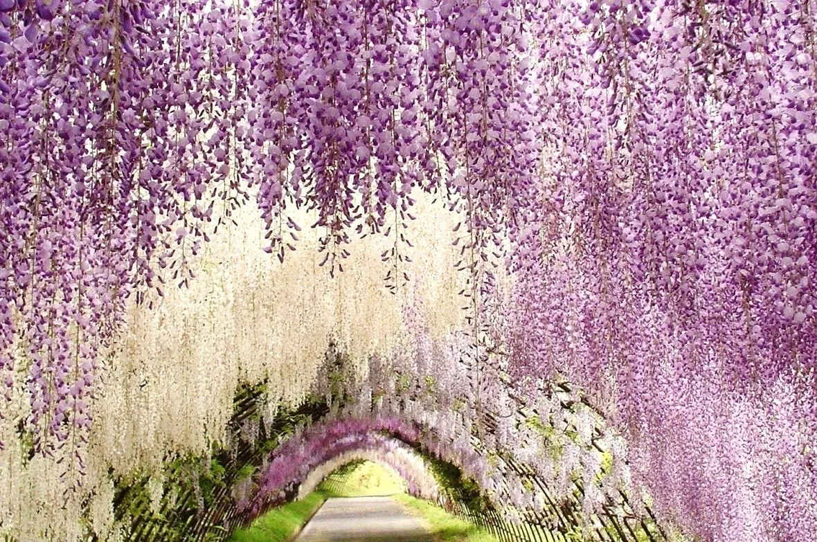 Glicine viola, Giappone.