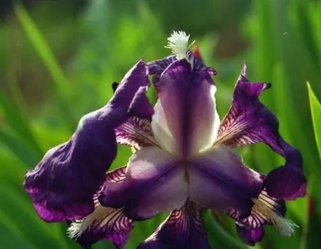 significatoiris1