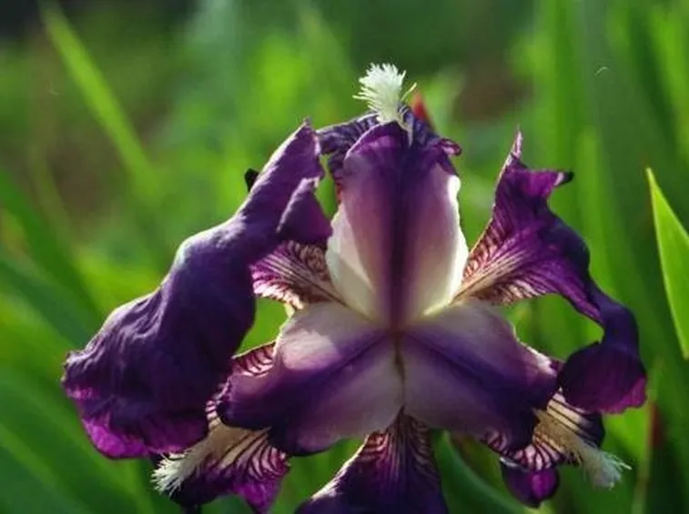 significatoiris1