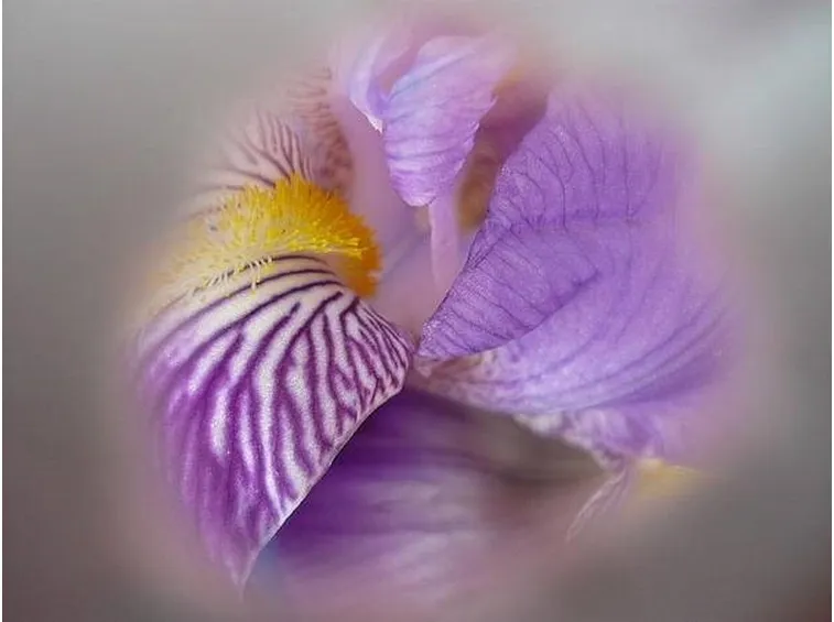 significatoiris3