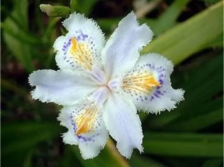 significatoiris2