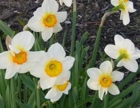 narcisi