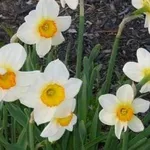 narcisi