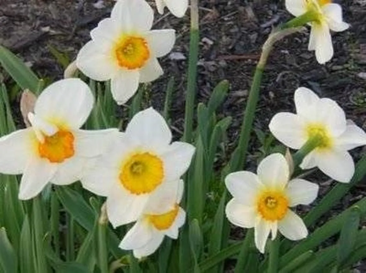 narcisi