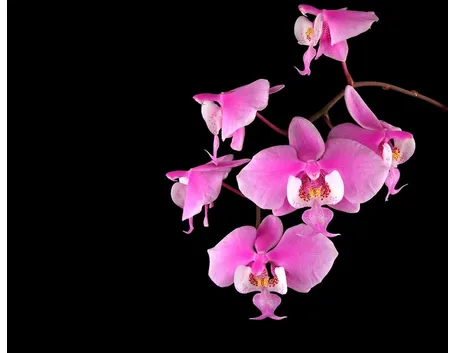 Orchidea rosa