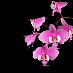Orchidea rosa