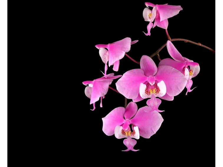 Orchidea rosa