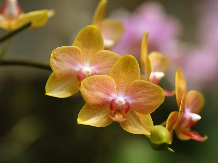 Orchiea gialla
