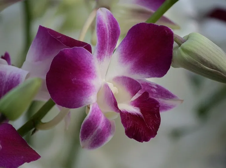 Orchidea viola