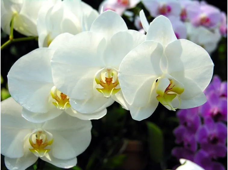 Orchidea bianca