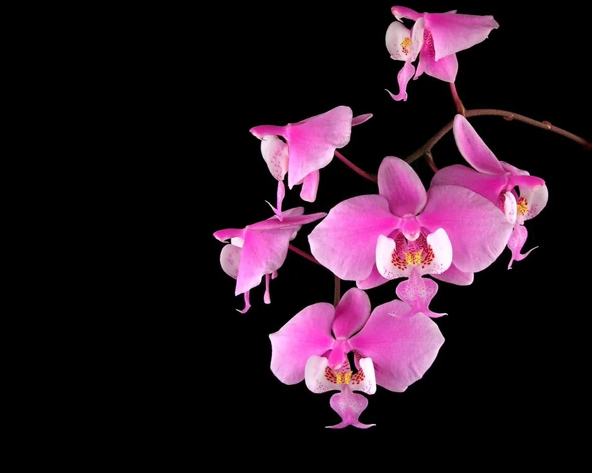 Orchidea rosa