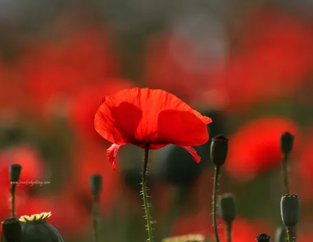 Papavero rosso