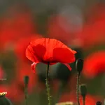 Papavero rosso