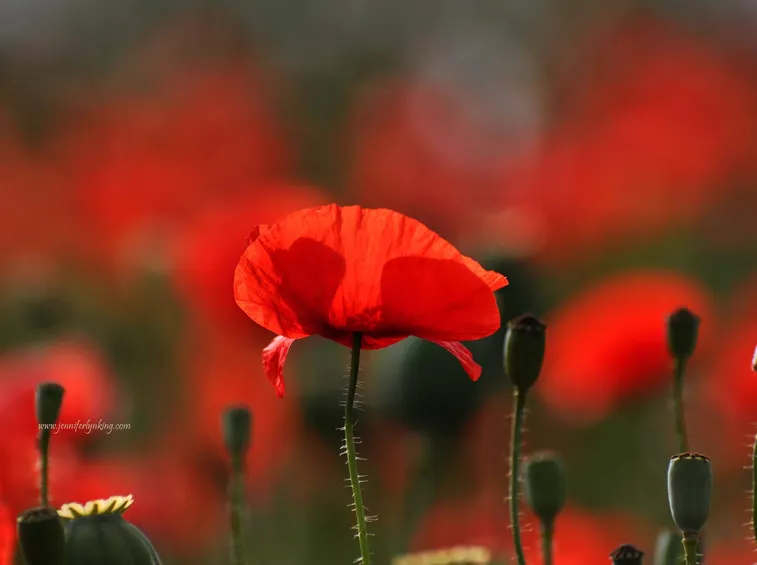 Papavero rosso
