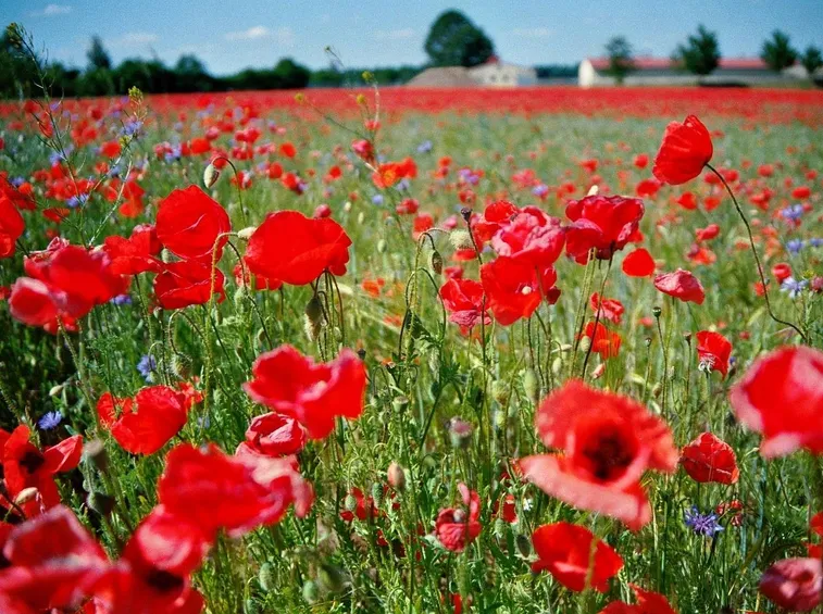 Campo di papaveri rossi