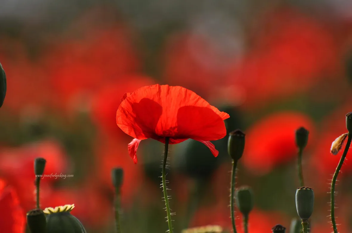 Papavero rosso