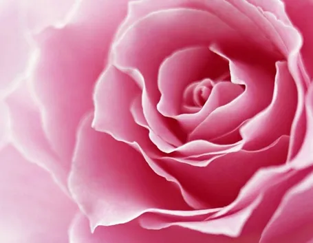 primo piano corolla di una rosa rosa