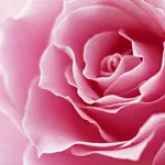 primo piano corolla di una rosa rosa