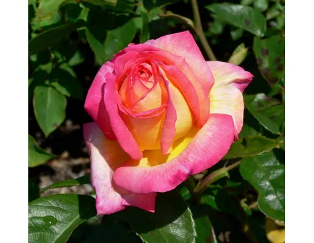 Esemplare rosa color rosa