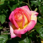 Esemplare rosa color rosa