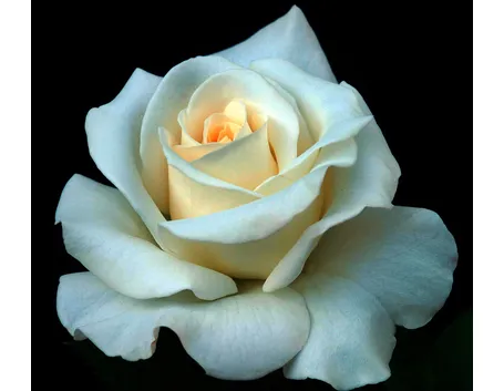 Esemplare di rosa bianca