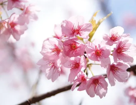 Fiori di ciliegio