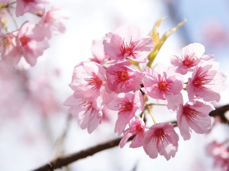 Fiori di ciliegio