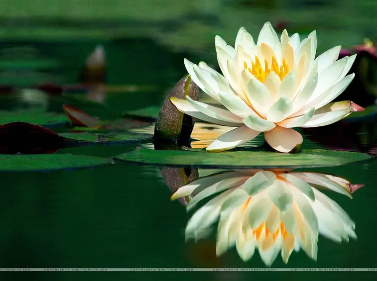 Fiore di loto