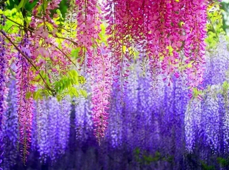 Fiori di glicine