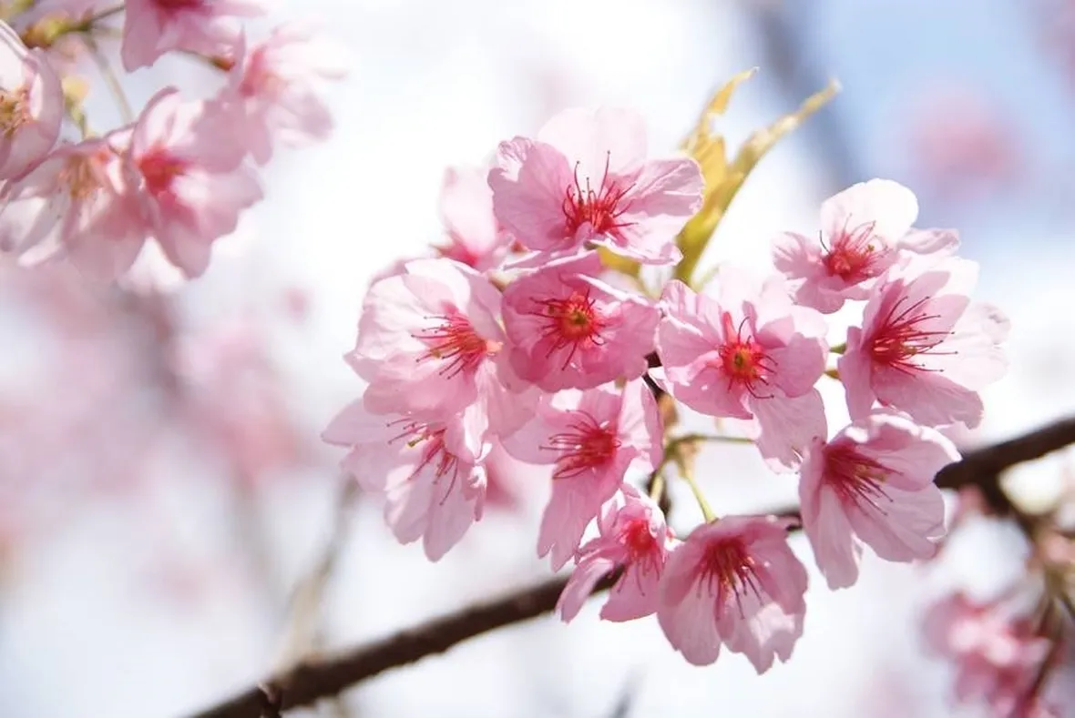 Fiori di ciliegio
