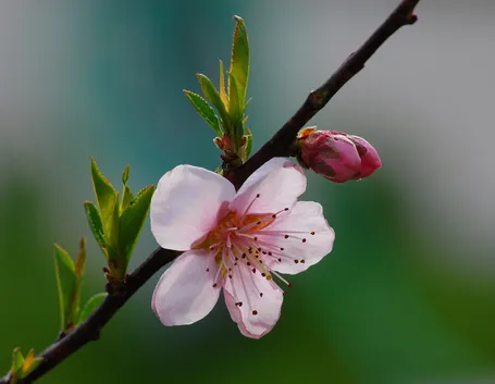 ramo con fiore di pesco