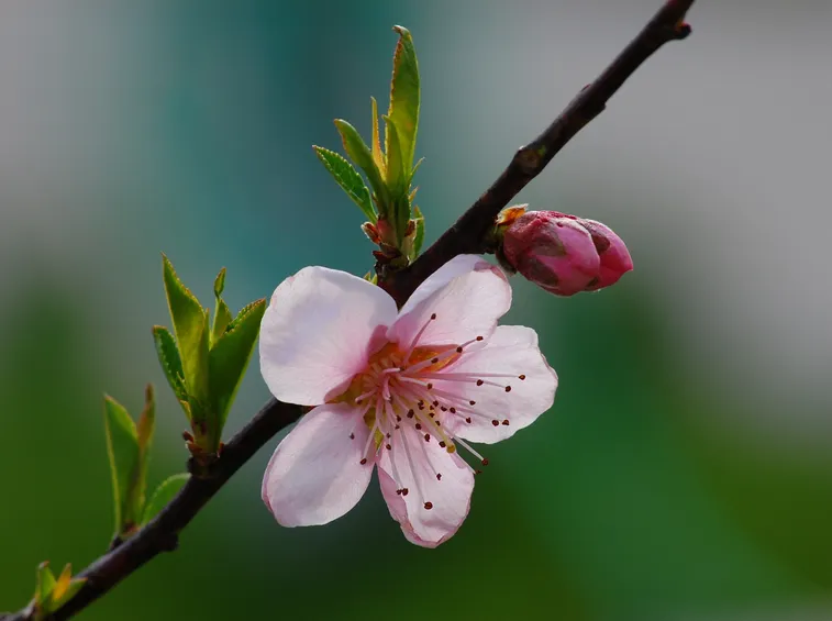 ramo con fiore di pesco