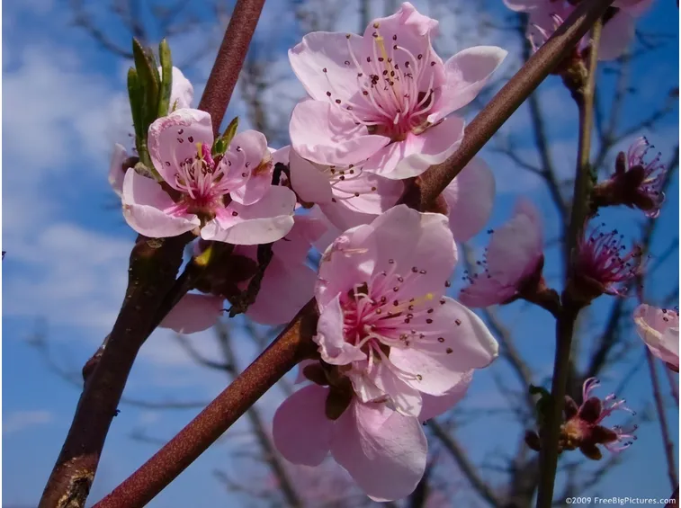 fiori rosa, fiori di pesco