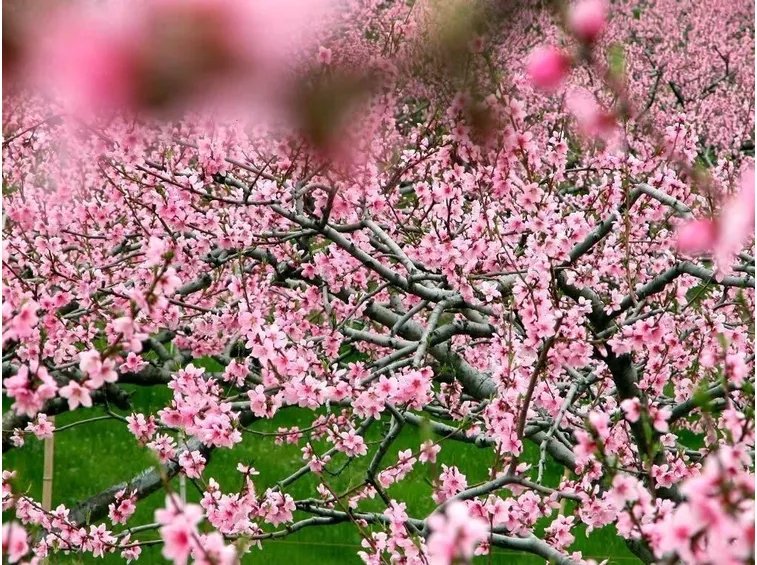 arbusto fiori di pesco