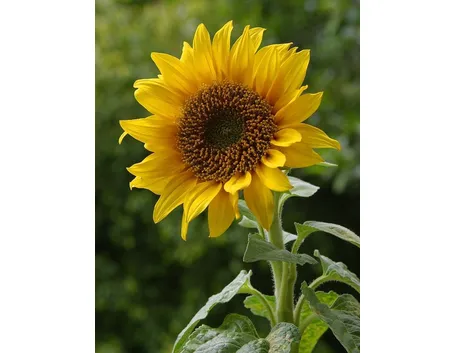 un girasole