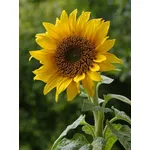 un girasole