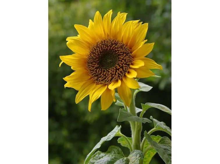 un girasole