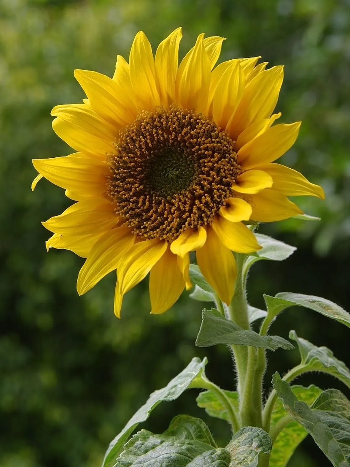 un girasole