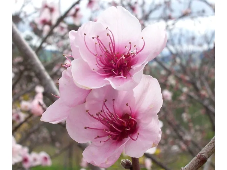 Fiori di pesco