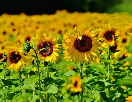 Tatuaggio girasole