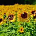 Tatuaggio girasole