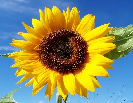 Girasole