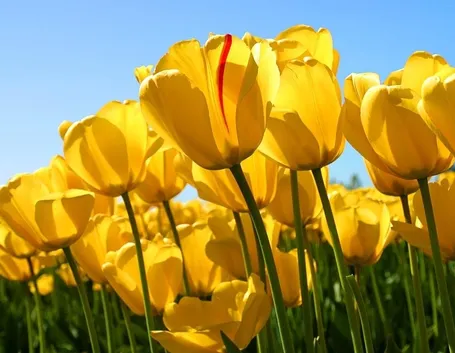 un campo di tulipani gialli