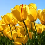 un campo di tulipani gialli