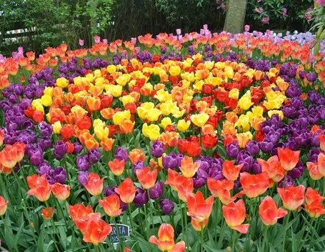 una distesa di tulipani